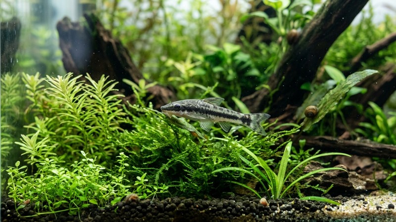 un otocinclo tranquilo y sano nadando entre plantas suaves en un acuario sereno y de agua transparente