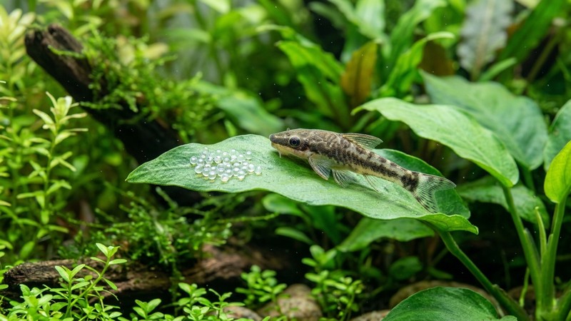 un otocinclo posado sobre una hoja ancha junto a pequeños huevos translúcidos adheridos a la superficie, en un acuario muy plantado y limpio