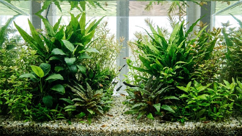 un acuario densamente plantado con hojas verdes exuberantes y un fondo de grava fina clara, agua transparente y aspecto saludable