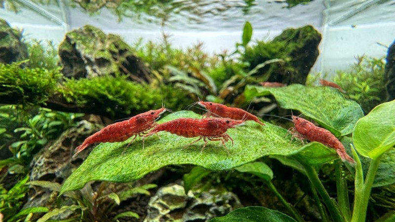gambas de color rojo cereza posadas sobre una hoja verde dentro de un acuario limpio y plantado, en primer plano y muy detalladas