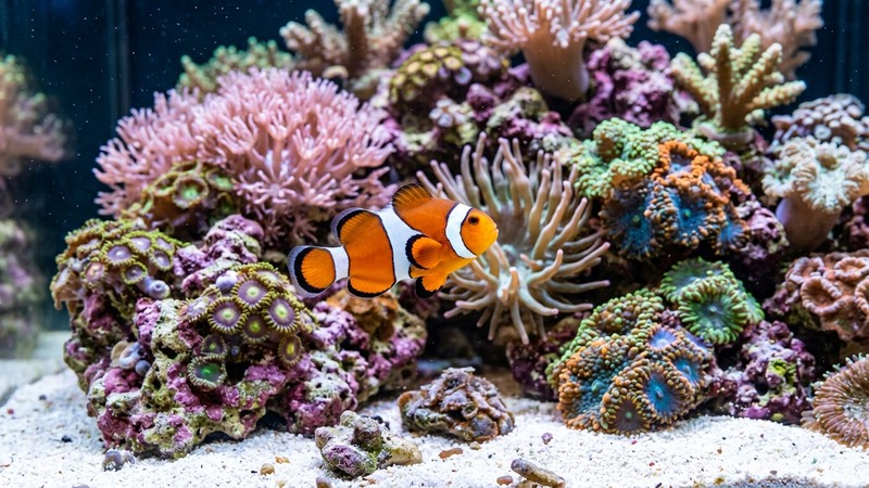 un pez payaso sano y vigoroso nadando en un acuario de arrecife limpio, colores vivos y realistas, roca viva y corales suaves detrás
