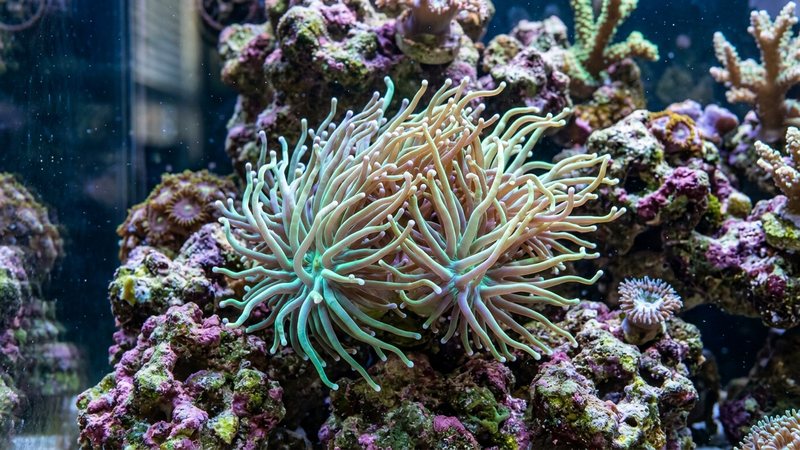 un coral de tentáculo largo tipo Euphyllia con pólipos ondulantes en un acuario marino, colores fluorescentes suaves, roca viva alrededor