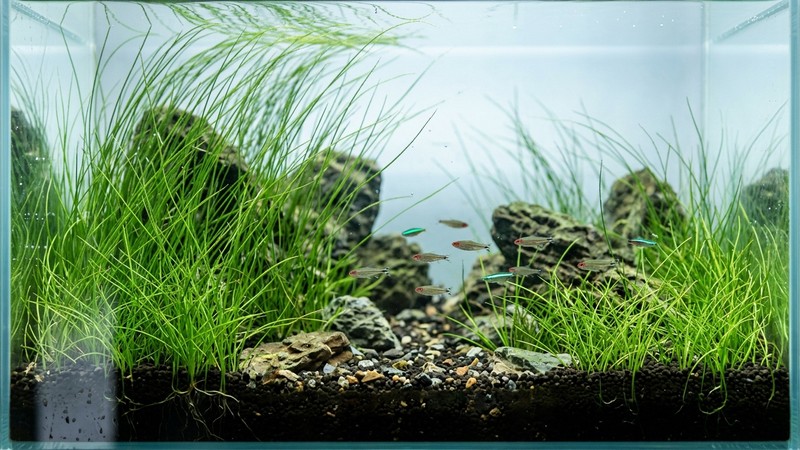 un pasto de Eleocharis de altura media plantado en la zona trasera de un acuario, briznas altas que se mecen como juncos verdes sobre un fondo de agua cristalina