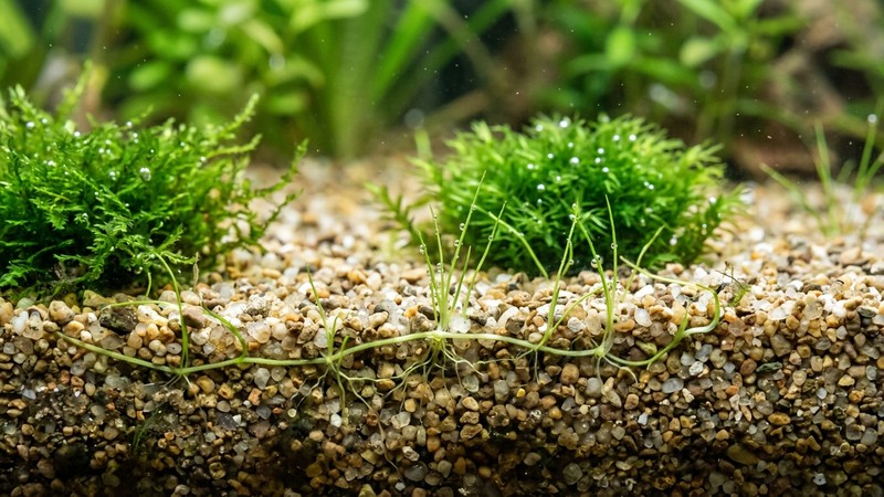 un detalle macro del sustrato de un acuario donde brotan pequeñas plantas nuevas de pelo de agua a partir de estolones rastreros que avanzan bajo la grava fina, manojos verdes emergiendo separados