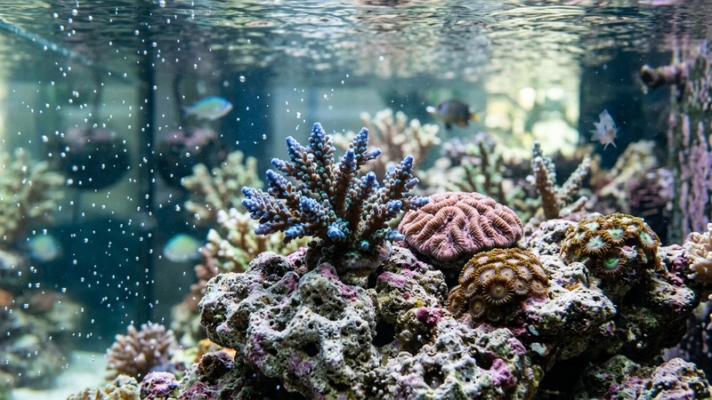 un primer plano de roca coralina y carbonatada dentro de un acuario de agua muy clara, con pequenas burbujas y luz natural atravesando el agua