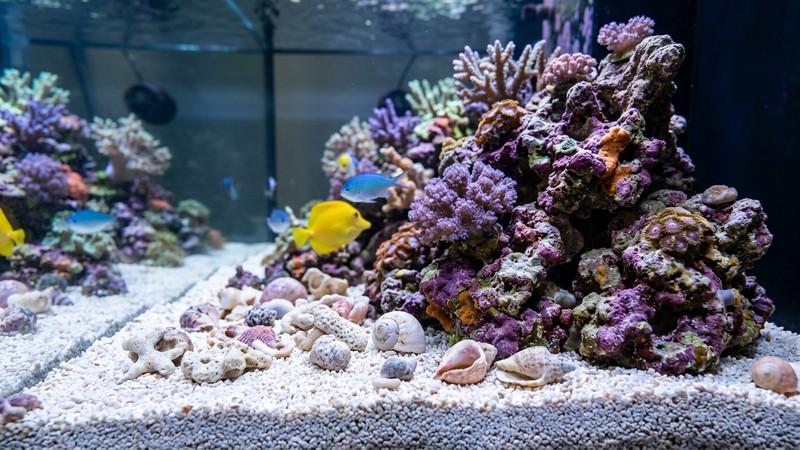 un fondo de sustrato de aragonita blanca y conchas junto a roca coralina en un acuario limpio de agua cristalina