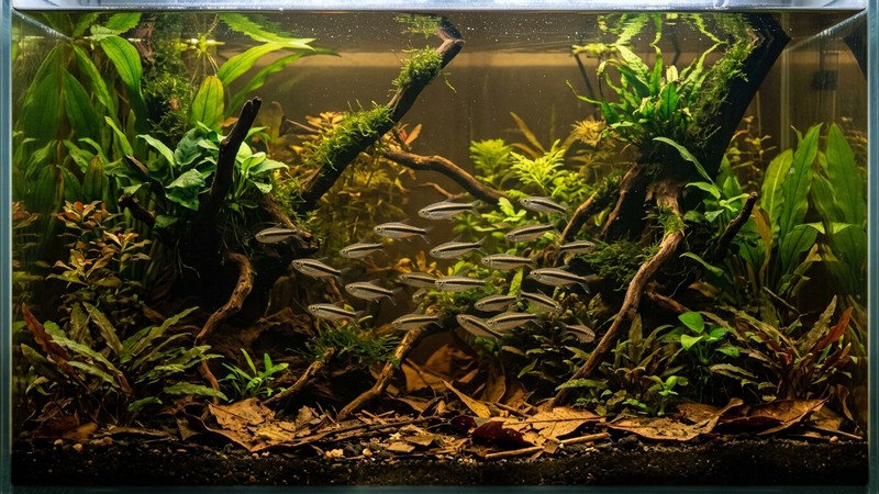un acuario amazónico plantado con raíces sumergidas, hojas caídas al fondo y agua ligeramente ambarina, con varios tetras pingüino nadando en la zona media entre la vegetación