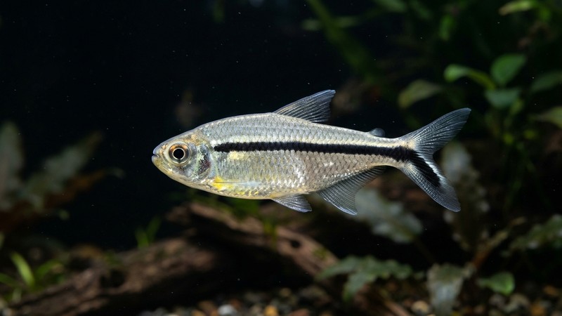 un solo tetra pingüino visto de perfil en primer plano, mostrando con nitidez la línea negra gruesa que recorre el cuerpo plateado y baja por el lóbulo inferior de la cola formando un palo de hockey, sobre fondo oscuro desenfocado