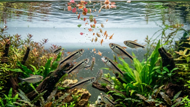 escamas y pequeños alimentos congelados de acuario (dafnia y artemia) cayendo sobre la superficie del agua de un acuario, con tetras pingüino subiendo a comer en la zona media y alta