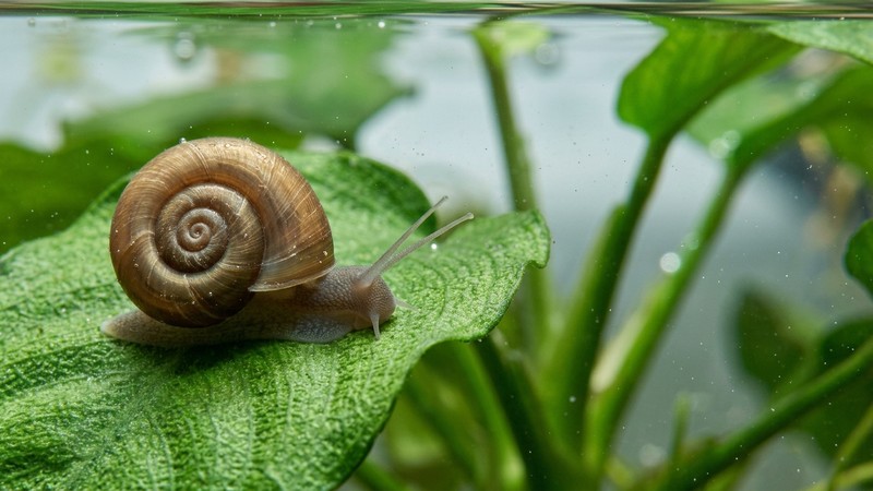 un primer plano de la concha en espiral plana de un caracol Planorbis marrón sobre una hoja verde de planta acuática, con el disco enroscado hacia los lados perfectamente enfocado, agua limpia