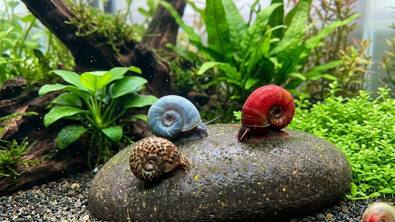 varios caracoles cuerno de carnero de distintos colores, uno rojo intenso, uno azulado y uno con manchas tipo leopardo, apoyados sobre una roca lisa dentro de un acuario plantado, agua cristalina