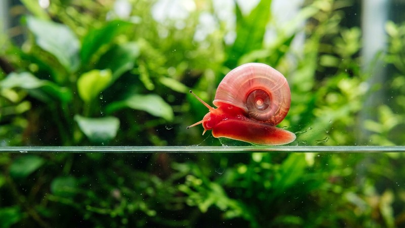 un caracol rojo brillante de concha plana translúcida sobre el cristal, iluminado a contraluz de forma que se aprecia el color intenso de su cuerpo, fondo de acuario verde desenfocado