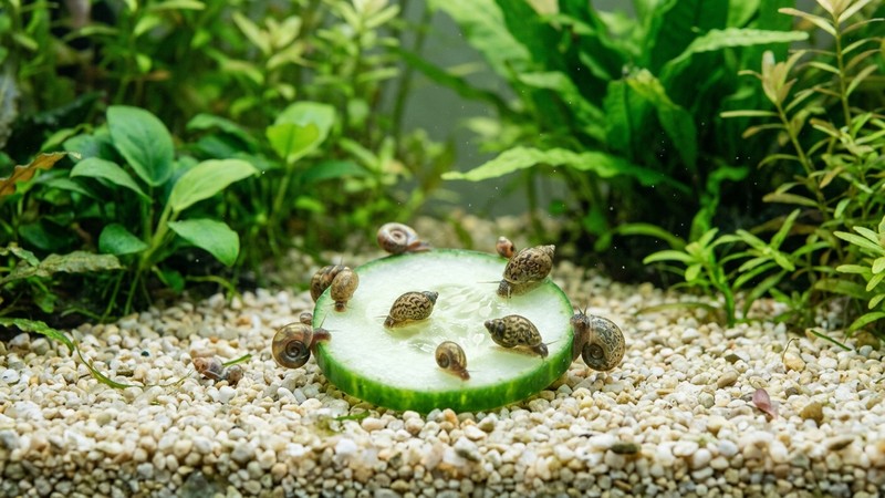 una rodaja de pepino apoyada en el fondo de grava clara de un acuario con varios caracoles pequeños encima de ella, agua cristalina, plantas al fondo, en reposo sin manos