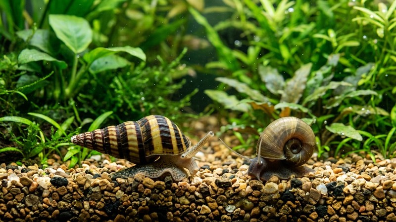 un caracol asesino Anentome helena de concha cónica rayada sobre la grava de un acuario junto a un caracol cuerno de carnero, agua cristalina y plantas verdes al fondo