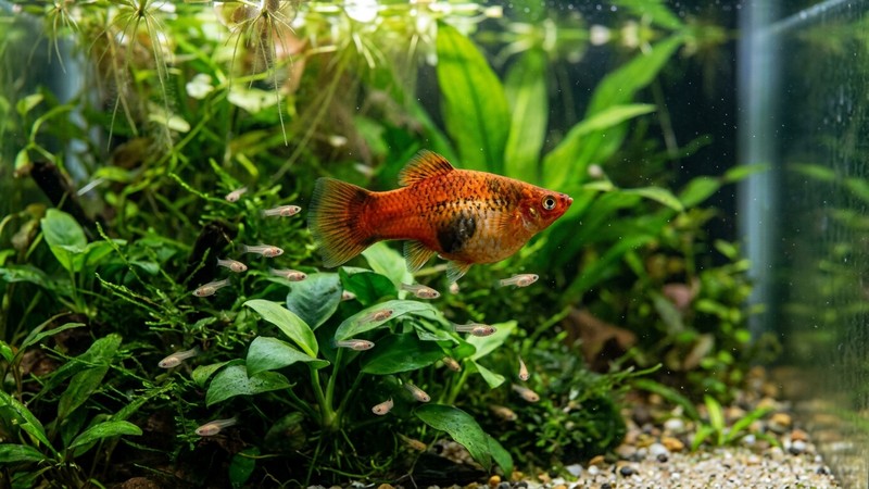 una hembra de platy de vientre abultado rodeada de crías recién nacidas entre plantas acuáticas