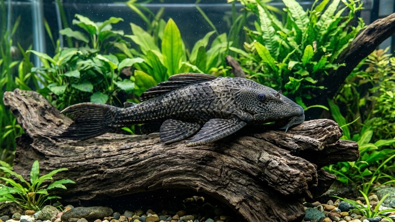 un gran pleco común adulto de cuerpo oscuro y acorazado posado sobre un tronco de madera natural en un acuario espacioso de agua cristalina, con plantas al fondo