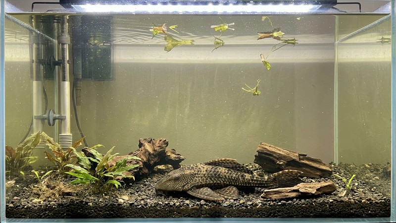 un acuario plantado con la decoración removida, un tronco desplazado y algunas plantas sueltas flotando en agua clara, con un gran pleco en el fondo