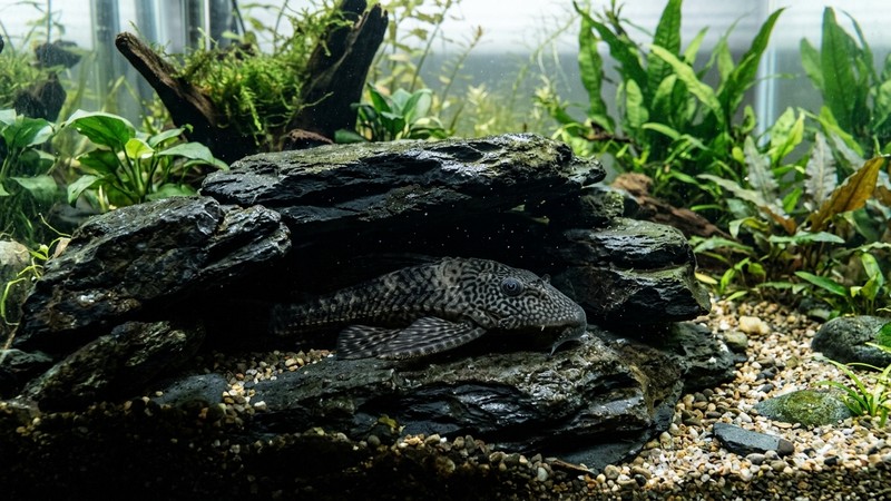 un pleco adulto escondido en una cueva de roca oscura durante el día, dentro de un acuario tranquilo y bien mantenido de agua clara