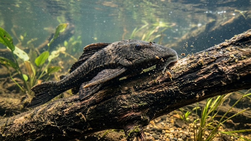 un pleco loricárido de cuerpo alargado fijado a un tronco sumergido, mostrando su boca en forma de ventosa mientras raspa la superficie