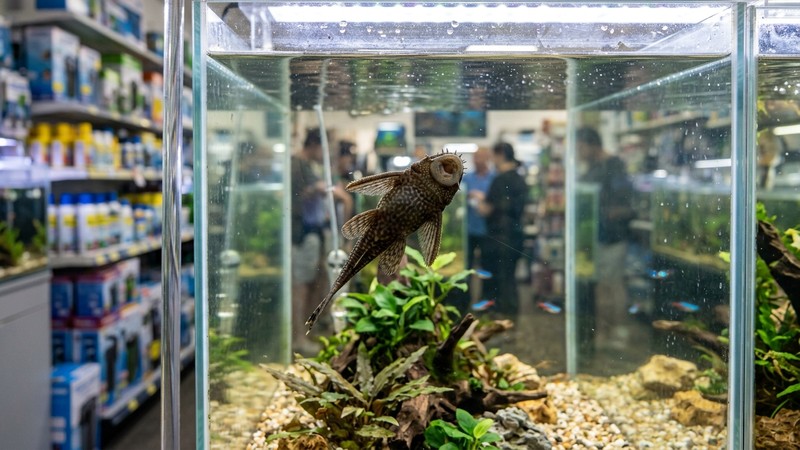 un pequeño pleco joven raspando el cristal interior de un acuario limpio y bien iluminado de tienda de acuariofilia