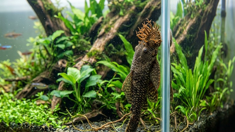un ancistrus macho bristlenose sano con sus tentáculos ramificados en la cabeza, pegado al cristal de un acuario plantado