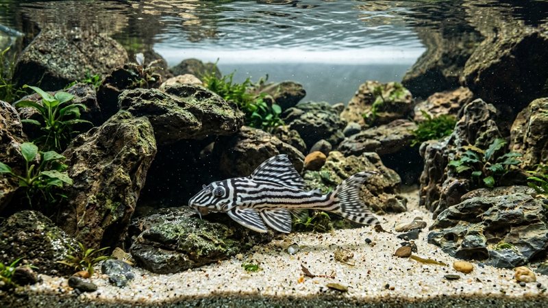 un pleco zebra L46 de patrón blanco y negro entre cuevas de roca y sustrato de arena fina en agua tropical cristalina