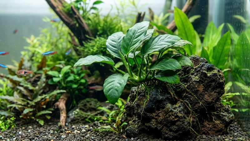 una planta de anubias de hoja gruesa y verde intenso creciendo aferrada a una roca dentro de un acuario