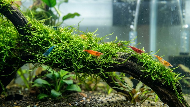 una alfombra de musgo de Java verde cubriendo un tronco de acuario con pequeñas gambas entre las hebras