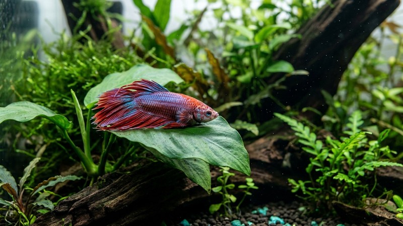 un betta tranquilo descansando sobre una hoja ancha de anubias en un acuario plantado