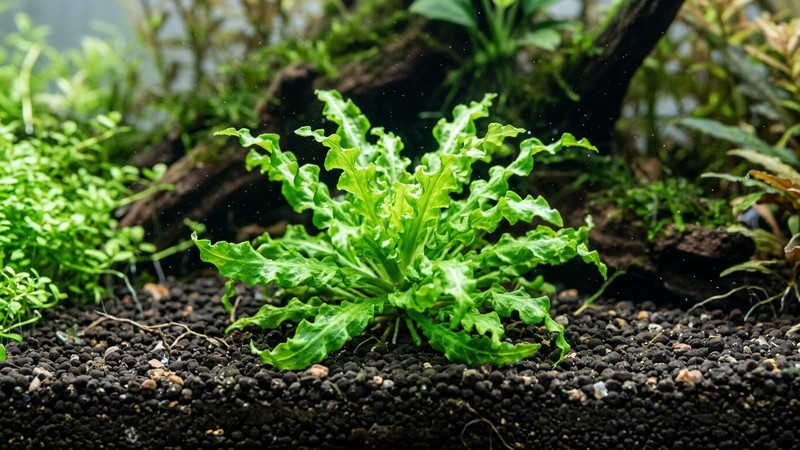 un primer plano de Pogostemon helferi dentro de un acuario, mostrando en detalle sus hojas verdes rizadas y onduladas abiertas en forma de estrella sobre sustrato oscuro, agua cristalina, colores vivos y realistas