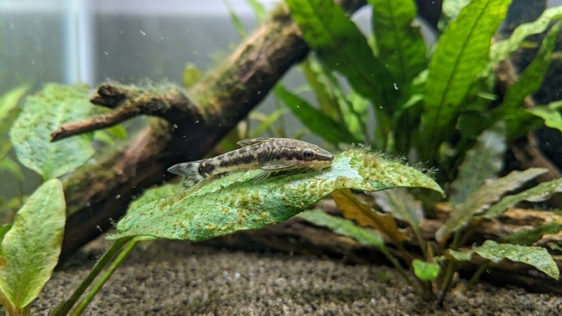 un pequeño otocinclo pegado a una hoja verde rascando algas en un acuario limpio