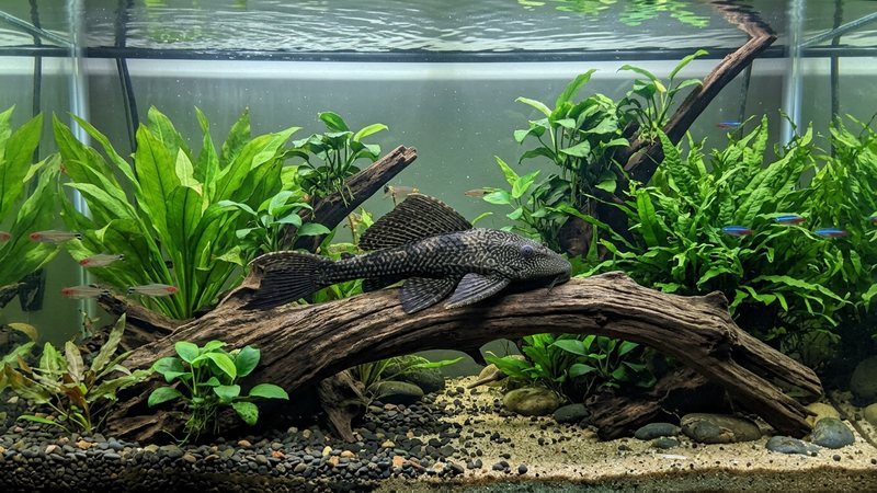 un pleco adulto grande y sano posado sobre un tronco en un acuario amplio y bien plantado