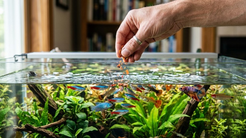 una mano dosificando una pequeña porción de escamas sobre un acuario limpio con peces sanos acercándose a comer