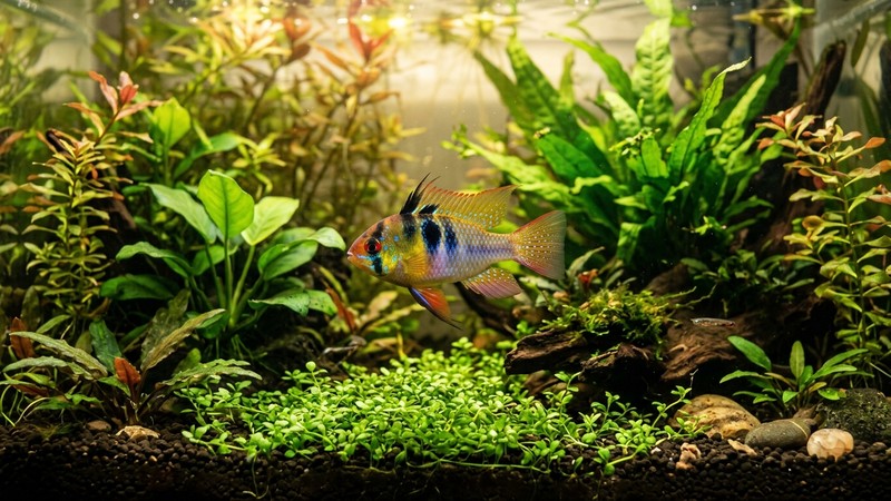 un pez ramirezi colorido nadando relajado en un acuario tropical cálido de aguas cristalinas, entre plantas exuberantes iluminadas por una luz suave y dorada
