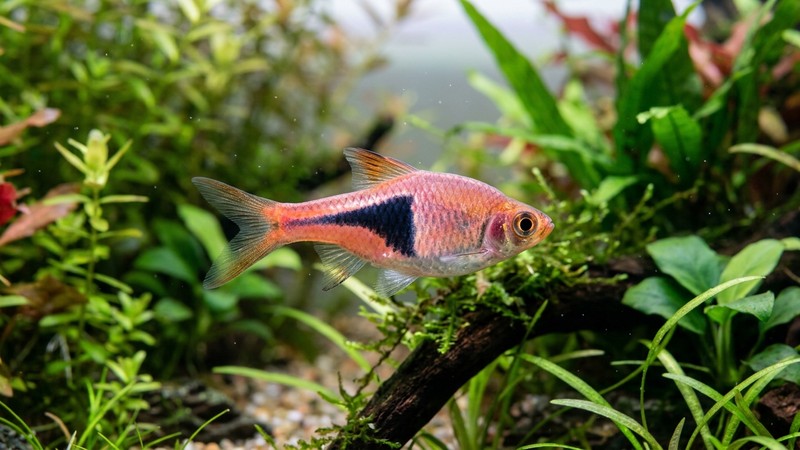 un primer plano de una rasbora arlequín naranja rosado mostrando con nitidez la mancha negra triangular de su costado en un acuario plantado