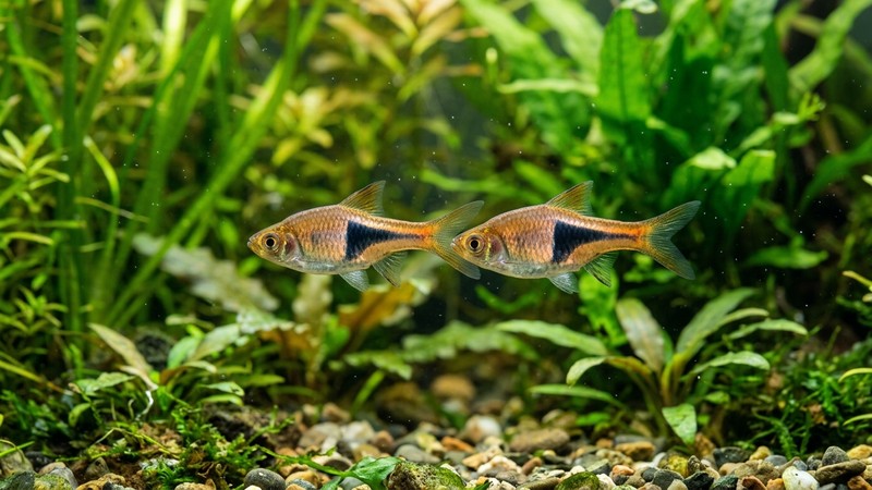 dos rasboras arlequín cobrizas nadando juntas sobre un fondo verde de plantas acuáticas de un acuario