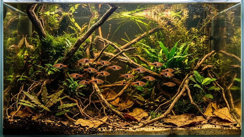 un acuario de selva del sudeste asiático con troncos, raíces y hojas secas, agua ligeramente ambarina y rasboras arlequín nadando entre plantas