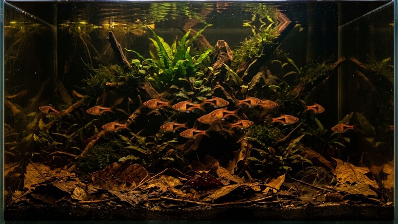 un acuario de agua de tono té con hojas secas en el fondo y rasboras arlequín de color cobre encendido resaltando en la penumbra