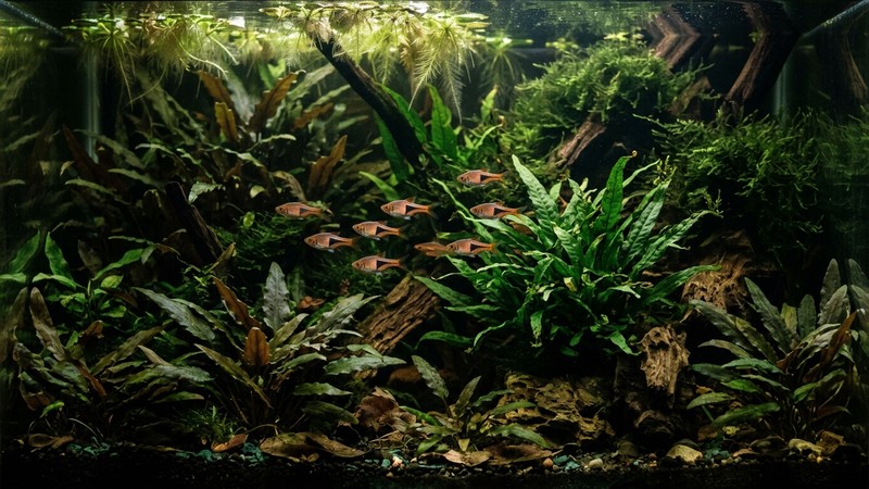 rasboras arlequín entre cryptocorynes, helechos de Java y musgos verdes en un acuario muy plantado de luz tenue