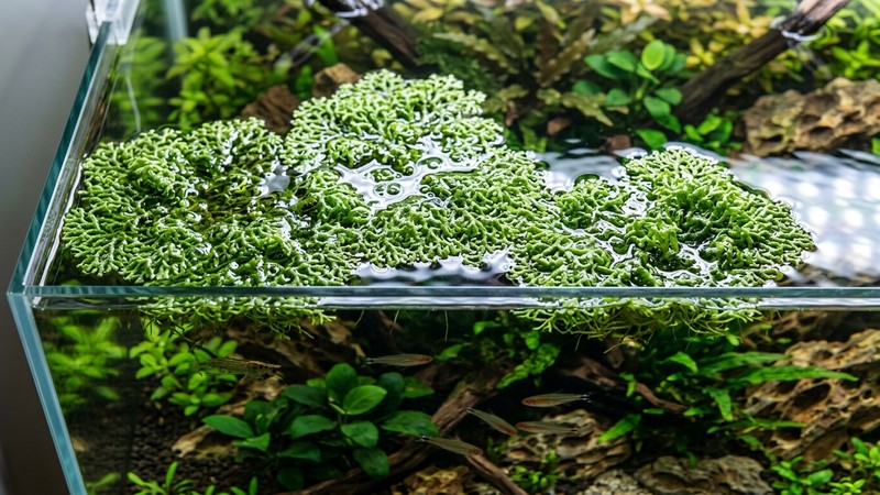 marañas verdes de Riccia fluitans flotando sueltas sobre la superficie tranquila de un acuario limpio y bien iluminado
