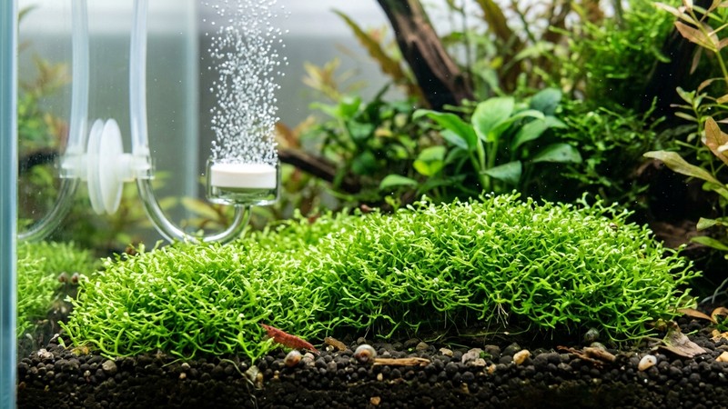 un tapiz compacto y bajo de Riccia fluitans verde brillante creciendo pegado al suelo de un acuario plantado con difusor de CO2 soltando finas burbujas al fondo