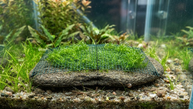 una capa fina de Riccia fluitans verde sujeta entre una malla de red sobre una piedra plana en el fondo de un acuario de agua clara