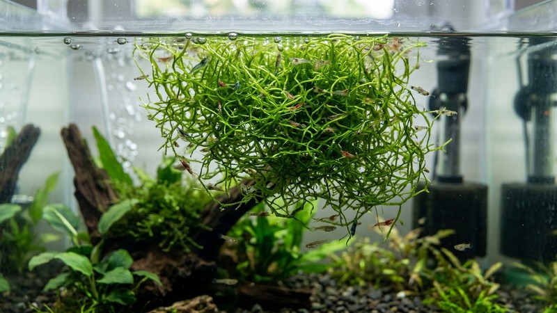 marañas colgantes de Riccia fluitans flotando en un acuario de cría donde pequeños alevines y gambas se esconden entre las hebras verdes, en agua clara