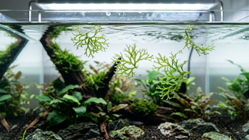 varios fragmentos sueltos de Riccia fluitans verde flotando y ramificándose en un acuario limpio, mostrando su fácil propagación en agua cristalina
