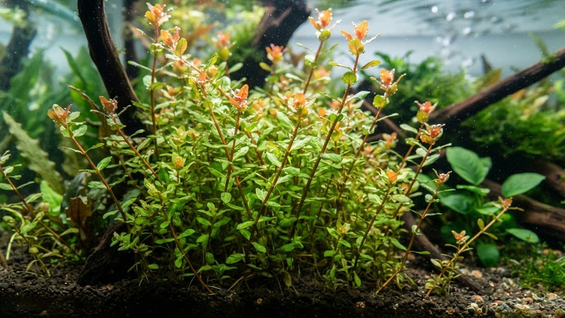 un primer plano de rotala rotundifolia común de color verde con reflejos anaranjados en las puntas, tallos esbeltos ordenados en un acuario plantado sano