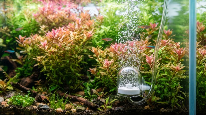 un difusor de CO2 soltando finas burbujas dentro de un acuario plantado con rotala roja compacta y sana, agua transparente y vegetación densa