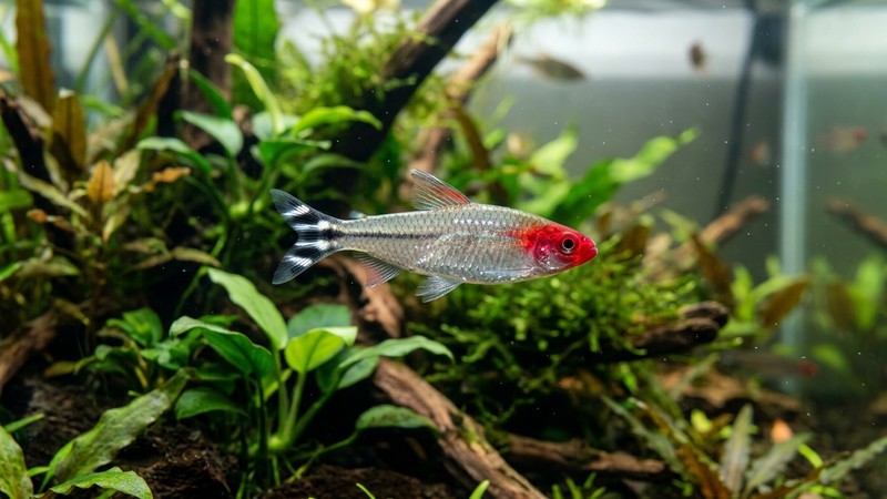 un primer plano de un tetra nariz roja plateado con la cabeza roja brillante y la cola rayada en blanco y negro, nadando en agua limpia de un acuario amazónico