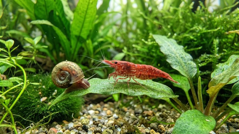 un primer plano de una gamba y un caracol de acuario entre plantas verdes