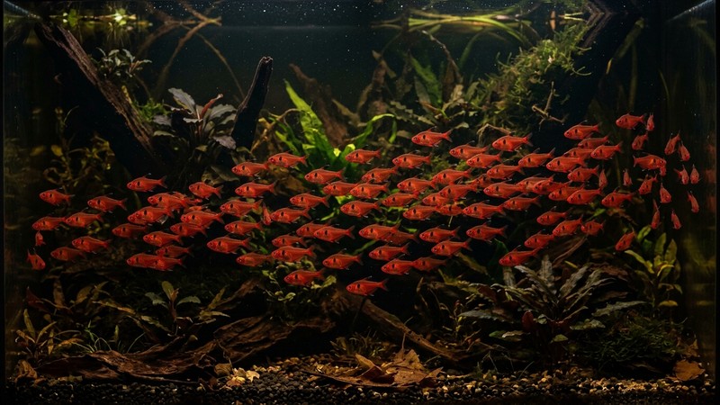 un cardumen numeroso de tetras serpae de color rojo sangre con una mancha negra en el costado y aletas oscuras, nadando sobre un fondo oscuro en un acuario plantado de aguas ambarinas