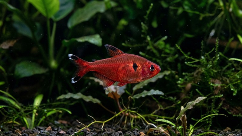 un tetra serpae rojo sangre mostrando claramente su mancha negra en forma de coma detrás de las branquias, sobre un fondo de plantas oscuras de acuario
